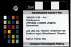 Foto (Objekt + Etiketten) von Cyclothyreus sp. 